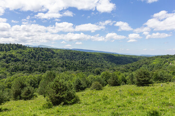 Fototapeta na wymiar Subalpine meadows, summer flowering of plants and herbs, panorama of mountainous terrain.