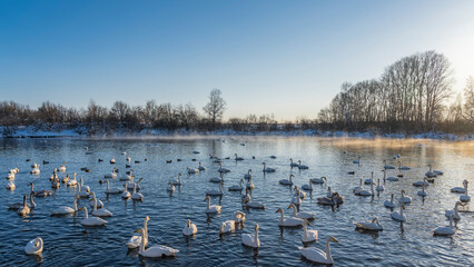 Beautiful white swans swim in a non-freezing lake. The long necks are gracefully curved. Golden...