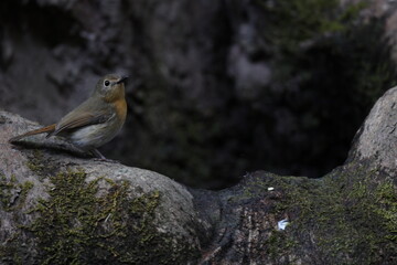 Female Hill Blue Flycatcher perching on a perch looking into a distance
