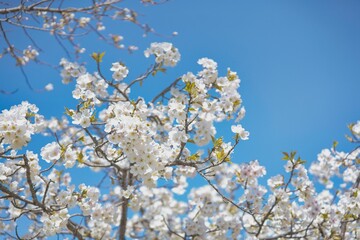 淡い雰囲気の桜