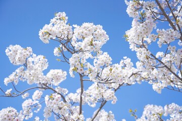 淡い雰囲気の桜
