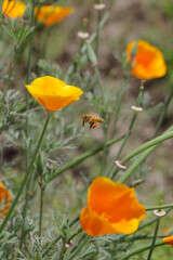 red poppy and bee