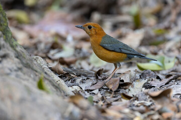 Orange-headed Thrush looking for food.