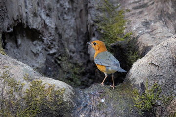 Orange-headed Thrush looking for food.