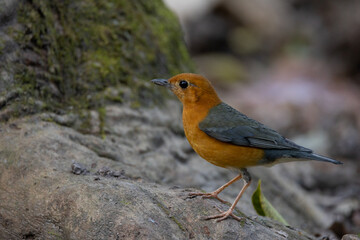 Orange-headed Thrush looking for food.