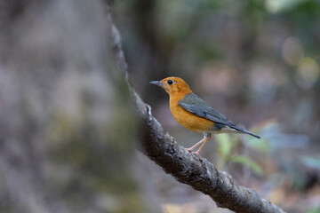 Orange-headed Thrush looking for food.