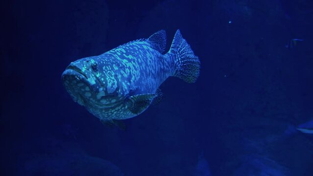 Giant grouper swimming in deep water above a coral reef