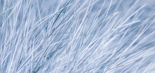 Blue white background of ornamental grass Festuca glauca