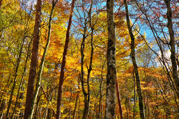 軽井沢の紅葉した森　竜返しの滝付近　長野県
