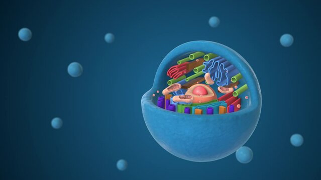 Biological animal cell with organelles
