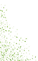 Green Leaves Tea Vector White Background