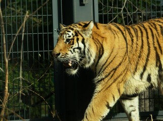 可愛いアムールトラ