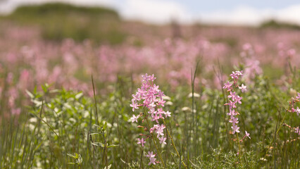 Obraz premium Pink coral gilia flowers grow wild and abundant in an open field under a summer sky with out of focus puffy white clouds on the horizon.