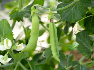 スナップエンドウの栽培