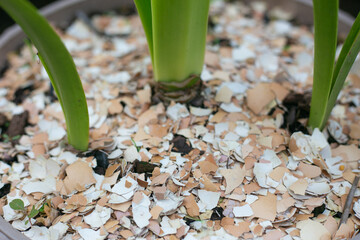 Pieces of eggshell. Pieces of broken eggs are seen in background.