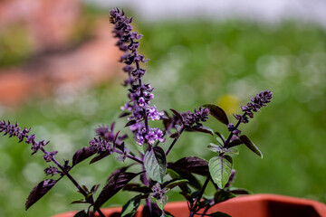 Ocimum kilimandscharicum flower growing in meadow, close up	