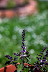 Ocimum kilimandscharicum flower growing in meadow, close up	