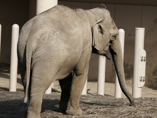 円山動物園の人気者