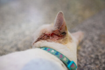 A stray cat with infectious ear discharge.