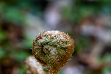 Dryopteris filix-mas flower growing in forest	