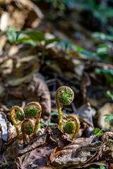 Dryopteris filix-mas flower growing in forest	