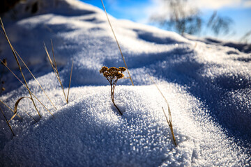 the snow