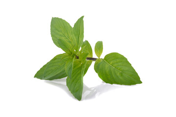 Fresh basil leaves isolated on white background
