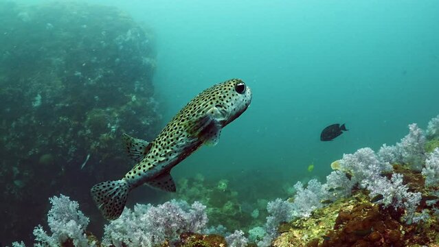 underwater scuba diving porcupine puffer fish over soft coral at Stonehenge dive site in Koh lipe Thailand 