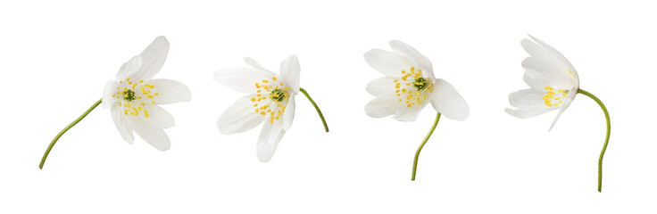Set of wild anemome flowers isolated on white or transparent background