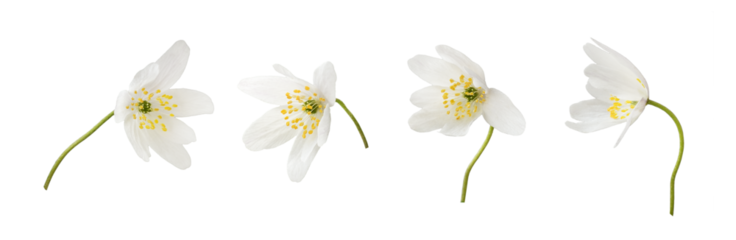 Set of wild anemome flowers isolated on white or transparent background
