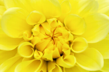 Obraz premium Bright yellow dahlia close-up