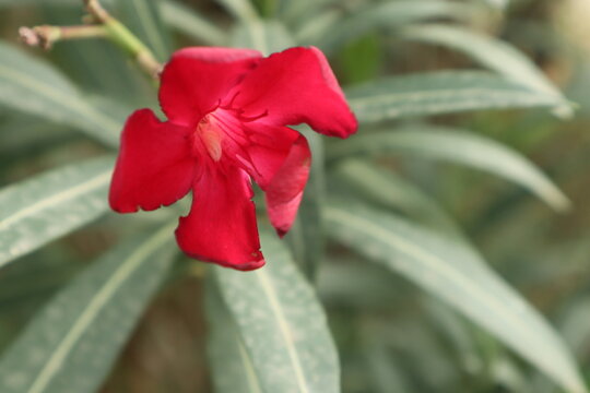 La adelfa es un arbusto que produce flores muy alegres