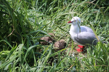 Albatross, Sea Gulls.  Otago peninsula