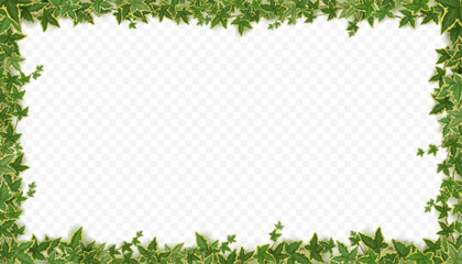 Fototapeta premium Frame of ivy vines with green leaves. Garden wall decoration with hanging lianas. Banner template with borders of climbing plants isolated on transparent background, vector realistic illustration