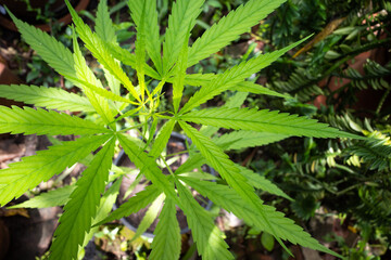 Fresh green cannabis leaves medicinal plant growing in flowerpot, Marijuana, Marihuana, Pot, Ganja, Weed, Close up shot