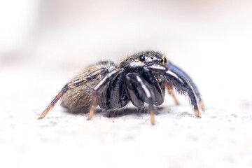 Euophrys herbigrada jumping spider posed on a concrete wall on a sunny day