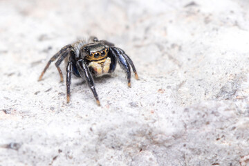 Euophrys herbigrada jumping spider posed on a concrete wall on a sunny day