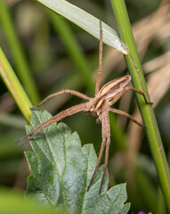 Nursery web spider, Pisaura mirabilis, posed on a green plant on sunny day