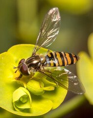 Marmalade hoverfly, Episyrphus balteatus, feeding from a yellow flower on a sunny day