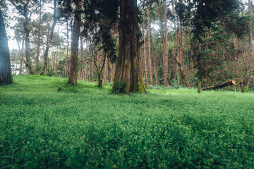 Green grass and trees in the forest