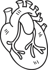 Hand Drawn realistic heart illustration