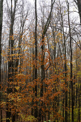 autumn in the forest