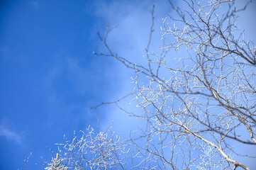 branches against blue sky