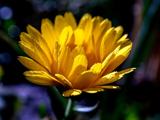 yellow calendula flowers with dew on the petals