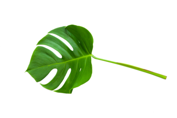 closeup beautiful Monstera leaf isolated on white background, Flat lay	
