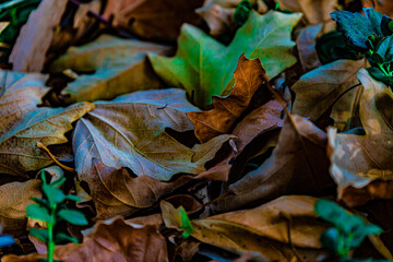 autumn leaves on the ground
