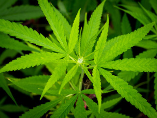Naklejka na ściany i meble Water on The Cannabis Leaf