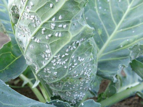 Pests of plants, whitefly on cabbage in the field