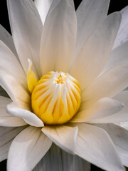 White-yellow Pollens Lotus Blooming