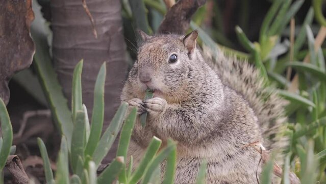 American gray squirrels (Sciurus) eats juicy grass on the California coast.